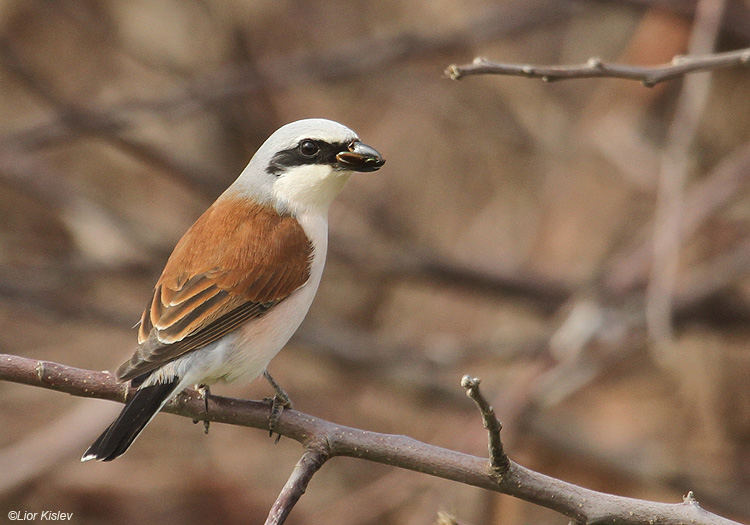 red backed shrike  Lanius collurio golan  26-04-10 copy.jpg